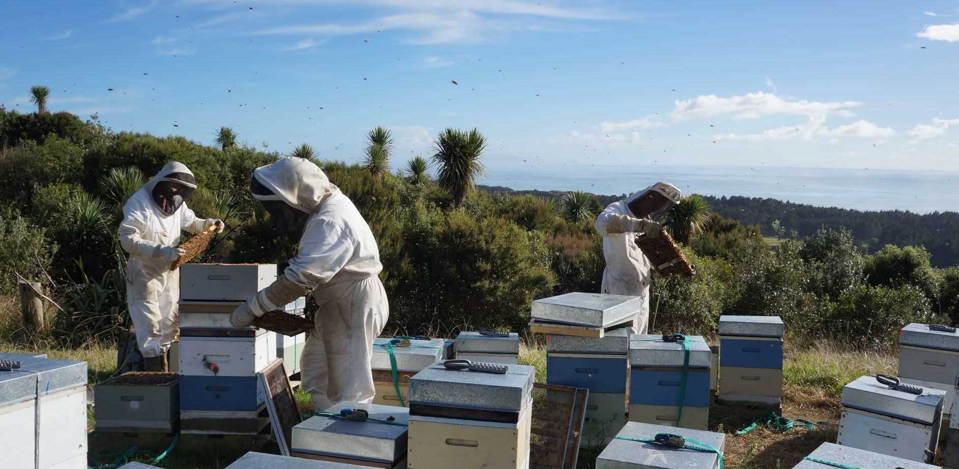 nz startup myapiary